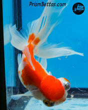 Load image into Gallery viewer, Sakaru Telescope Fantail Goldfish (3.5+ body size) (Copy)