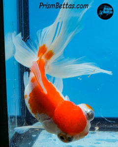 Sakaru Telescope Fantail Goldfish (3.5+ body size) (Copy)