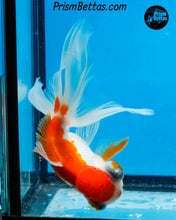 Load image into Gallery viewer, Sakaru Telescope Fantail Goldfish (3.5+ body size) (Copy)