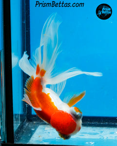 Sakaru Telescope Fantail Goldfish (3.5+ body size) (Copy)