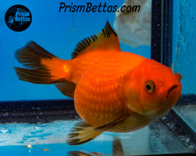 Load image into Gallery viewer, Orange and Black Pearlscale Goldfish (3.5+ body size)