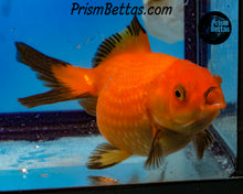 Load image into Gallery viewer, Orange and Black Pearlscale Goldfish (3.5+ body size)