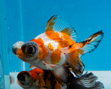 Load image into Gallery viewer, Tricolor Butterfly Telescope (3-4 inches) Imported from Thailand