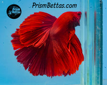 Load image into Gallery viewer, Red Halfmoon Male