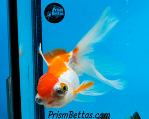 Sakaru Telescope Fantail Goldfish (3.5+ body size) (Copy)