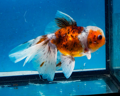 Calico Oranda Goldfish (3.5-4.25 inches)