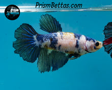 Load image into Gallery viewer, Marble Halfmoon Female