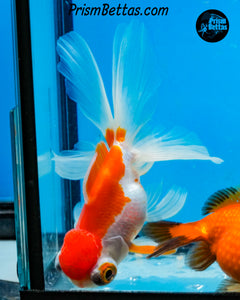 Sakaru Telescope Fantail Goldfish (3.5+ body size) (Copy)