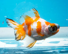 Load image into Gallery viewer, Tricolor Butterfly Telescope (3-4 inches) Imported from Thailand