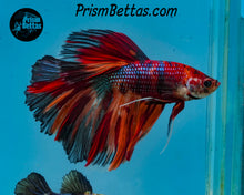 Load image into Gallery viewer, Marble Halfmoon Male
