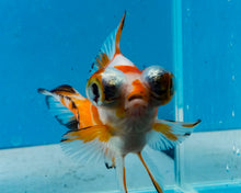 Load image into Gallery viewer, Tricolor Butterfly Telescope (3-4 inches) Imported from Thailand