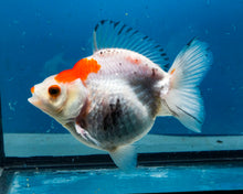 Load image into Gallery viewer, Tricolor Ryukin Female (4.5 inch) Imported from Thailand