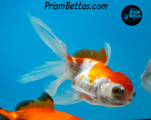 Sakaru Telescope Fantail Goldfish (3.5+ body size) (Copy)