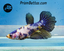 Load image into Gallery viewer, Marble Halfmoon Female