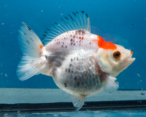 Tricolor Ryukin Female (4.5 inch) Imported from Thailand