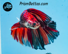 Load image into Gallery viewer, Marble Halfmoon Male