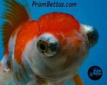 Load image into Gallery viewer, Sakaru Telescope Fantail Goldfish (3.5+ body size) (Copy)