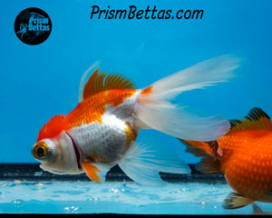 Sakaru Telescope Fantail Goldfish (3.5+ body size) (Copy)