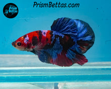 Load image into Gallery viewer, Koi Halfmoon Plakat Male