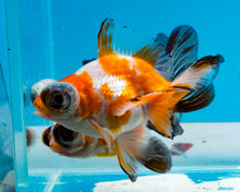 Load image into Gallery viewer, Tricolor Butterfly Telescope (3-4 inches) Imported from Thailand