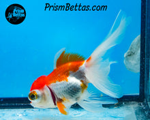 Load image into Gallery viewer, Sakaru Telescope Fantail Goldfish (3.5+ body size) (Copy)