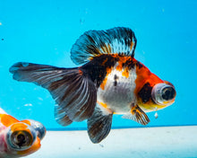 Load image into Gallery viewer, Tricolor Butterfly Telescope (3-4 inches) Imported from Thailand