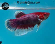 Load image into Gallery viewer, Purple Salamander Halfmoon Female
