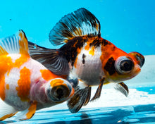 Load image into Gallery viewer, Tricolor Butterfly Telescope (3-4 inches) Imported from Thailand