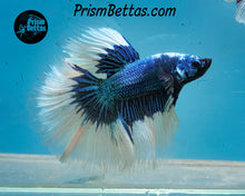 Load image into Gallery viewer, Turquoise Butterfly Marble Halfmoon Male