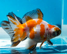 Load image into Gallery viewer, Tricolor Butterfly Telescope (3-4 inches) Imported from Thailand