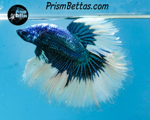 Load image into Gallery viewer, Turquoise Butterfly Marble Halfmoon Male