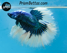 Load image into Gallery viewer, Turquoise Butterfly Marble Halfmoon Male