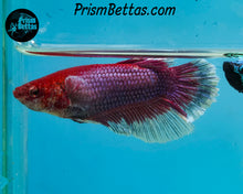 Load image into Gallery viewer, Purple Salamander Halfmoon Female