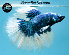 Load image into Gallery viewer, Turquoise Butterfly Marble Halfmoon Male