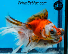 Load image into Gallery viewer, Calico Telescope Fantail Goldfish (3.5+ body size) (Copy) (Copy)