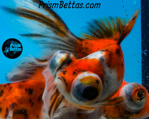 Calico Telescope Fantail Goldfish (3.5+ body size) (Copy) (Copy)