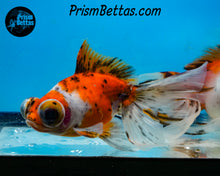 Load image into Gallery viewer, Calico Telescope Fantail Goldfish (3.5+ body size) (Copy) (Copy)