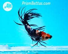 Load image into Gallery viewer, Black and White Marble Crowntail Male