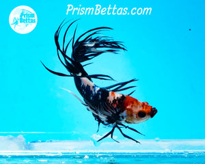 Black and White Marble Crowntail Male