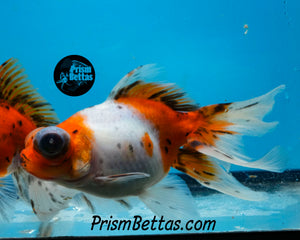 Calico Telescope Fantail Goldfish (3.5+ body size)