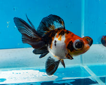 Load image into Gallery viewer, Tricolor Butterfly Telescope (3-4 inches) Imported from Thailand