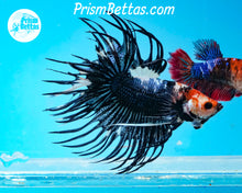 Load image into Gallery viewer, Black and White Marble Crowntail Male