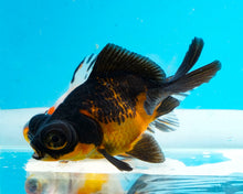 Load image into Gallery viewer, Apache Butterfly Telescope (3-4 inches) Imported from Thailand