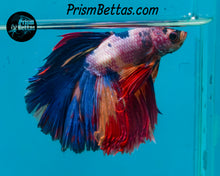 Load image into Gallery viewer, Rainbow Marble Halfmoon Male
