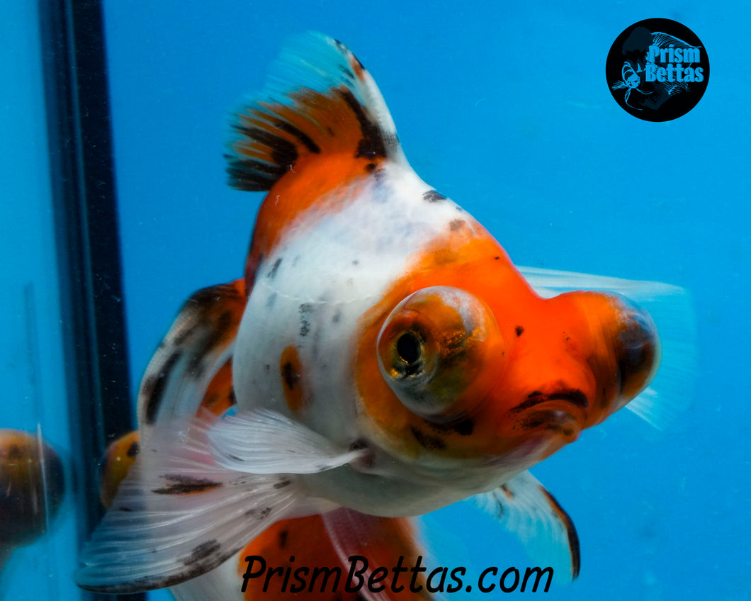 Calico Telescope Fantail Goldfish (3.5+ body size)