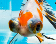 Load image into Gallery viewer, Tricolor Butterfly Telescope (3-4 inches) Imported from Thailand