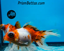 Load image into Gallery viewer, Calico Telescope Fantail Goldfish (3.5+ body size)