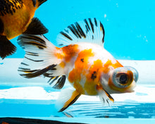 Load image into Gallery viewer, Tricolor Butterfly Telescope (3-4 inches) Imported from Thailand