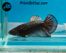 Load image into Gallery viewer, Copper Halfmoon Female
