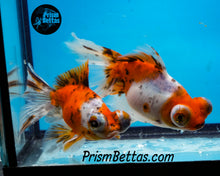 Load image into Gallery viewer, Calico Telescope Fantail Goldfish (3.5+ body size) (Copy) (Copy)